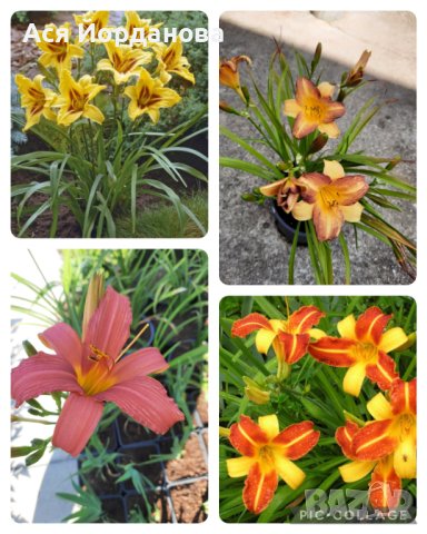 Градински цветя и храсти, снимка 13 - Градински цветя и растения - 42084094