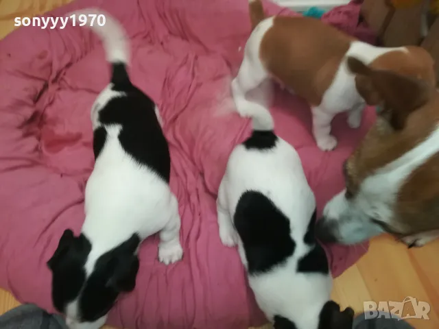 джакчета-сладурковци родени на 191224г-250лв за едно 2901250655, снимка 12 - Джак ръсел териер - 48873052