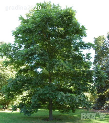 Разсад Орех Пекан, снимка 3 - Разсади - 47897139