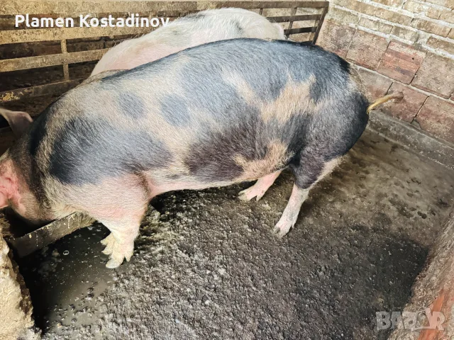 домашни прасета , снимка 6 - Прасета - 56469348