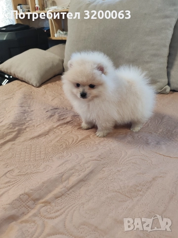 Померан мини мъжко , снимка 3 - Померан - 52826685