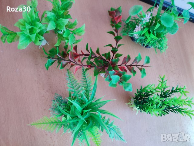 зелени растения за аквариум, снимка 2 - Оборудване за аквариуми - 36923357