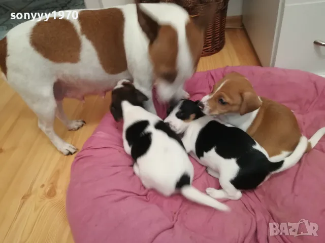 джакове-бебета с първа ваксина и паспорт 0502251824