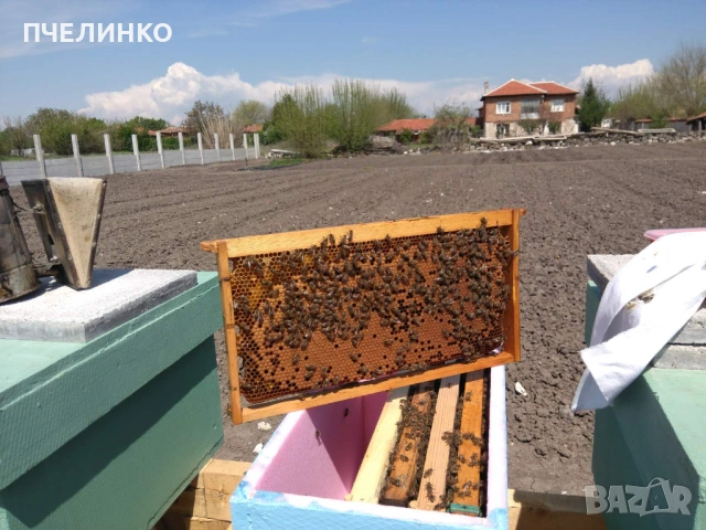 Малки пчелни семейства на 4 рамки, снимка 4 - За пчели - 53884338