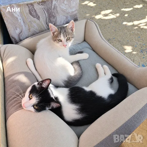 Котенца на 3 месеца, снимка 2 - Други - 56529822