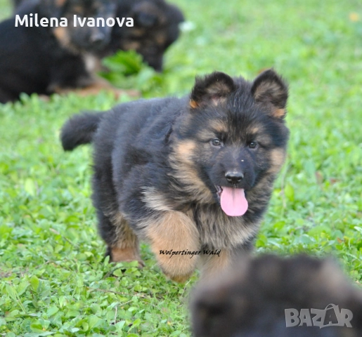 Легитимен развъдник разполага с кученца с дълъг косъм , снимка 6 - Немска овчарка - 52635144