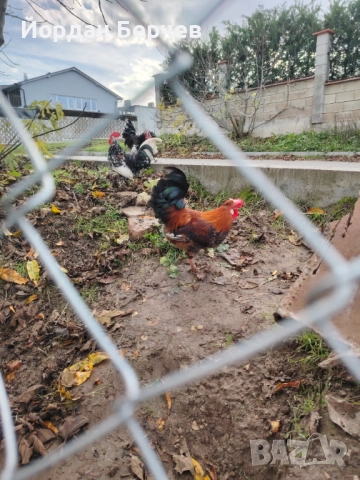 Японски петлета, снимка 11 - други­ - 48949968