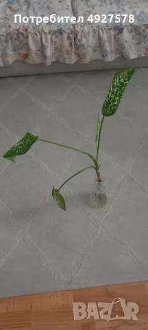 Продавам Дифенбахия 