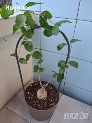 Сукуленти само за ценители, снимка 14 - Стайни растения - 35248161