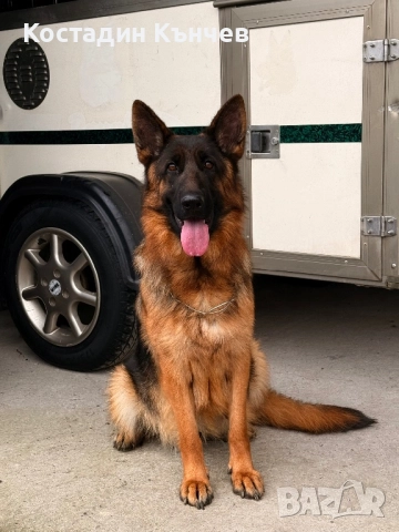 Немска овчарка кученца, снимка 6 - Немска овчарка - 52974378