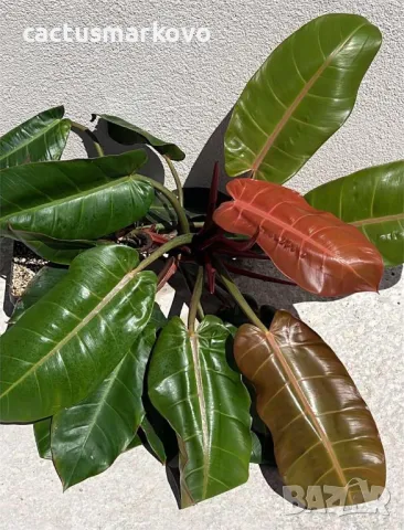 Philodendron 'Prince of Orange', снимка 3 - Стайни растения - 50201909