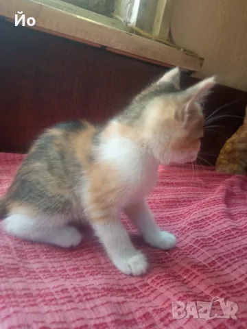 Търся дом на котенцата от снимките - 3 женски