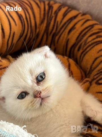 Клепоухи сребърни чинчили, снимка 2 - Чинчили - 54220677