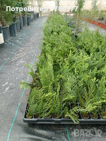 Кипарис Лейланди - Разсад в мултипалети височина около 10-15 см 