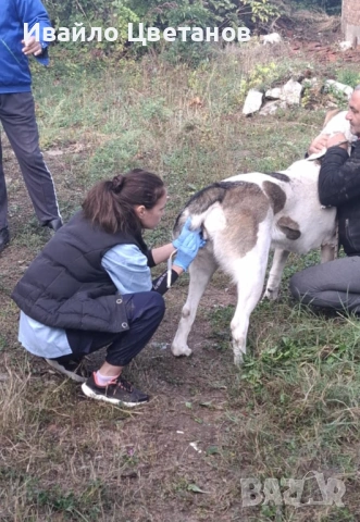 Алабай, снимка 2 - Средноазиатска овчарка - 53174361