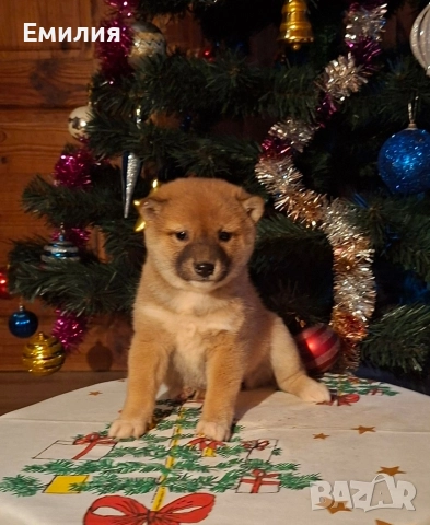 Шиба ину Коледни изненади, снимка 6 - Шиба ину - 52868459