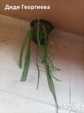 Саксийни, стайни растения , снимка 2 - Стайни растения - 51834097