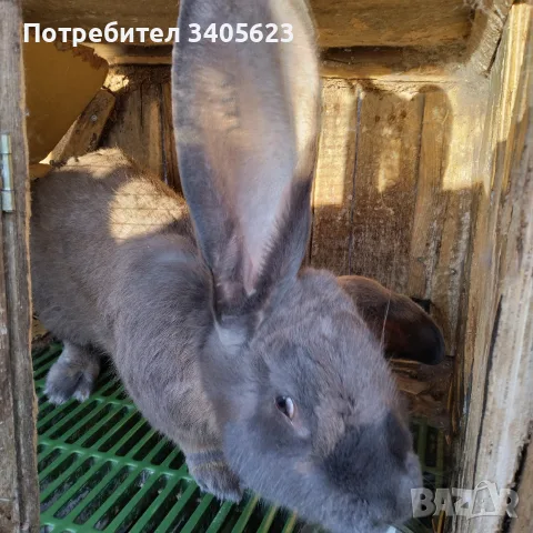 мъжки зайци великани , снимка 7 - Други - 55946639