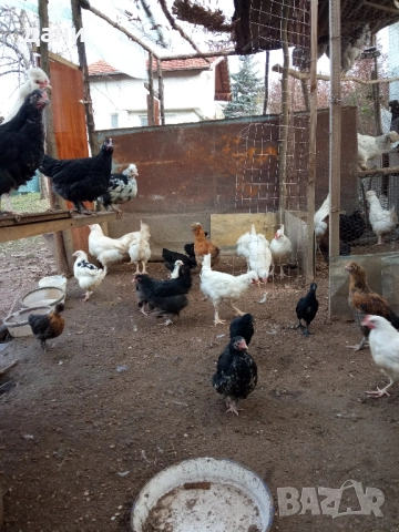 пилета и петли, снимка 2 - Кокошки и пуйки - 52837381