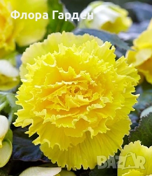 БЕГОНИЯ - Грудки/ ПРЕДВАРИТЕЛНИ ПОРЪЧКИ, снимка 12 - Сортови семена и луковици - 49235759