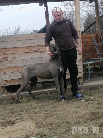 Женски дог, снимка 1