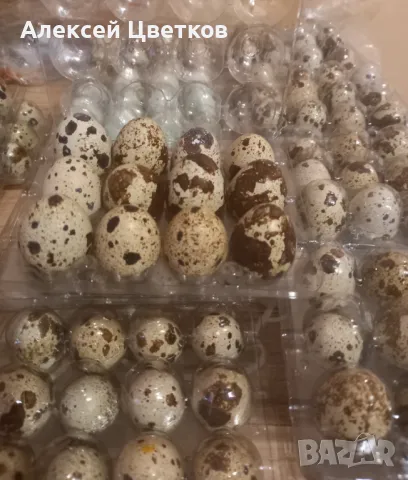 Яйца от пъдпъдъци, снимка 3 - други­ - 42841001