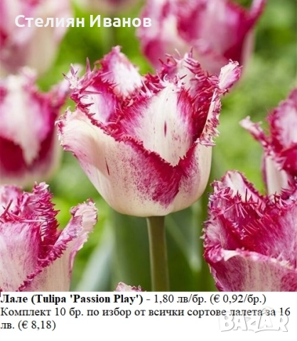 СОРТОВИ ЛАЛЕТА – ЛУКОВИЦИ - част 1, снимка 3 - Сортови семена и луковици - 52372815