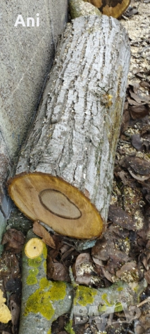  Суров дървен материал орех, снимка 2 - Други - 52775870