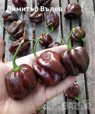 Семена Шоколадово Хабанеро са за люта чушка сорт Хабанеро е една от най-разпространените в света.