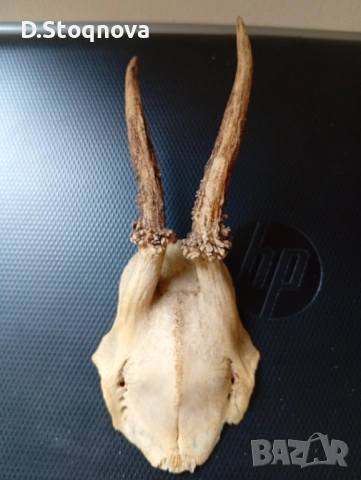 Еленови рога - 2 броя(малки, с част от черепа), снимка 2 - Антикварни и старинни предмети - 54254712