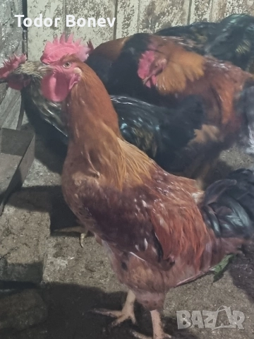 Продавам или разменям за ярки млади домашни петлета, снимка 12 - Кокошки и пуйки - 51544238