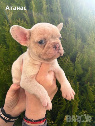 Френски булдог, снимка 8 - Френски булдог - 52548331