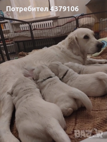 Голдън ретривър момче родословен баща, снимка 9 - Голдън ретривър - 53036033