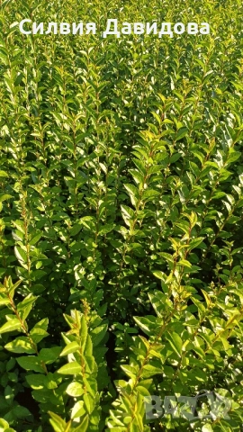 0.70лв. Лигуструм на гол корен, снимка 7 - Градински цветя и растения - 52189521