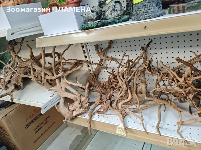 Азалия и драконов камък , снимка 2 - Аквариуми - 53130233