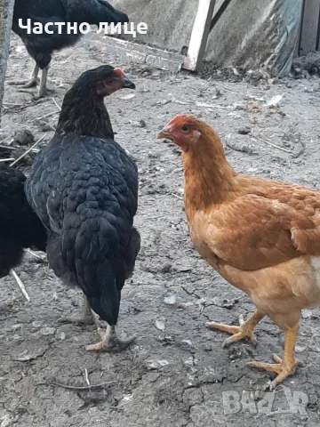 Ярки супер харко