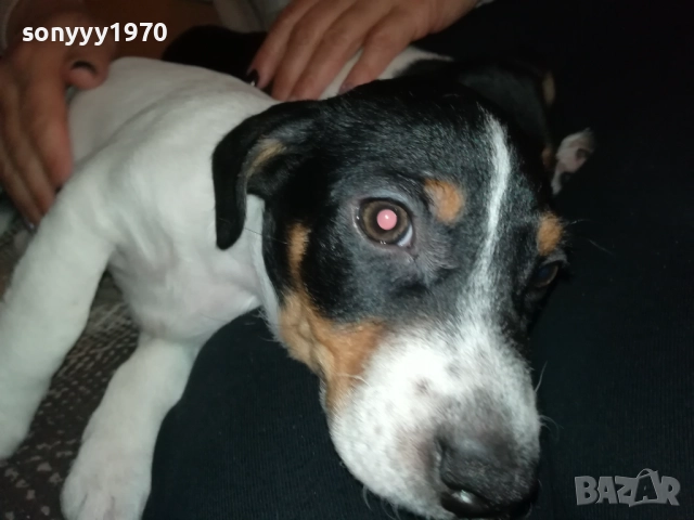 СЛАДКО КУТРЕ-ДЖАКЧЕ МОМИЧЕ 2610251635, снимка 6 - Джак ръсел териер - 52187082