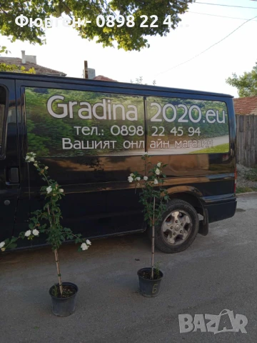 Хибискус Кичест - Щамба, снимка 8 - Разсади - 46653639