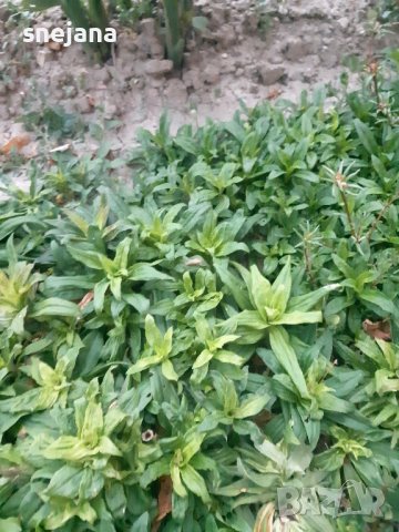 Разсад топ карамфил 