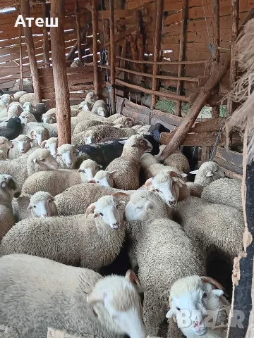 звиски шилета за продан , снимка 7 - Овце - 55990429
