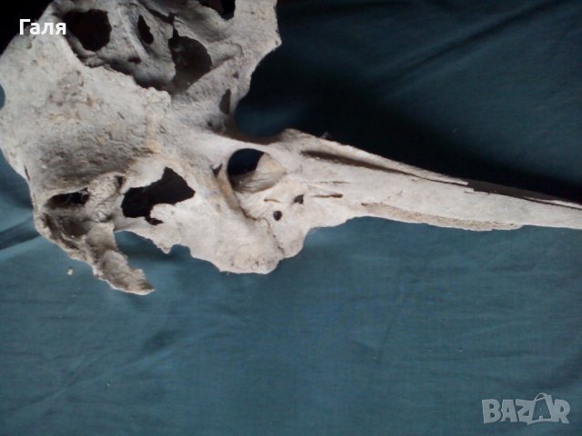 Антика,вкаменелост от тиранозавър , снимка 12 - Антикварни и старинни предмети - 30754055