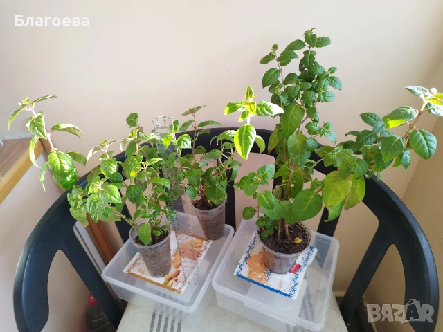 Вкоренени резници Обичка многогодишна/Фуксия Магеланика