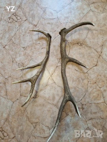 рога от елен, снимка 5 - Други - 50779306