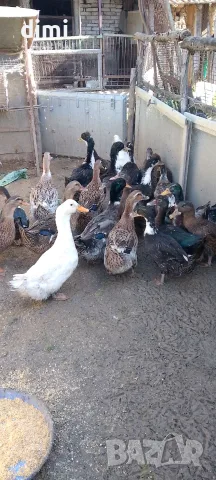 Продавам Патици(юрдечки) 