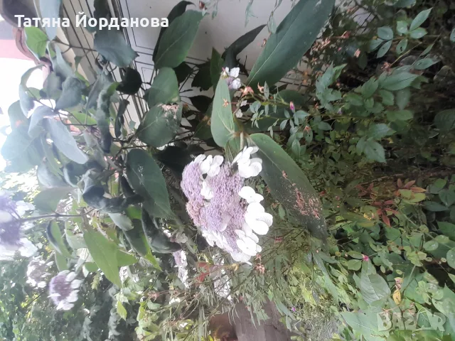 Търся спешно жена