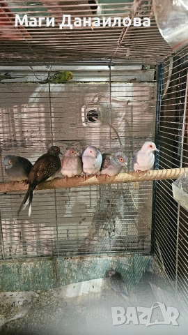 Свободни папагали, снимка 14 - Папагали - 54031471