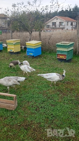 продавам пауни сребърни ,сребърни арлекини,Бели ,обикновени Индийски , снимка 4 - други­ - 52380620