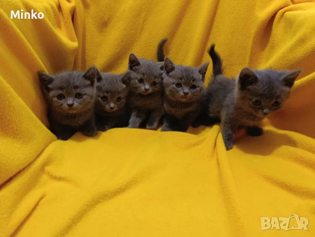 Котета от порода Руска синя котка !, снимка 6 - Руска синя котка - 56255721
