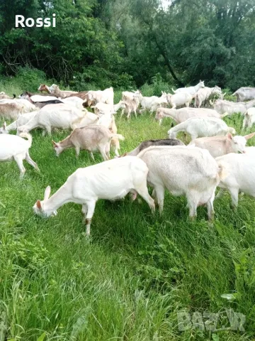 Домашни селски продукти, снимка 4 - Домашни продукти - 48688749