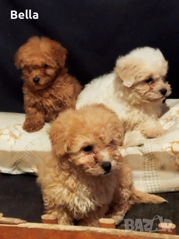 Малтипу , снимка 7 - Пудели - 52968407